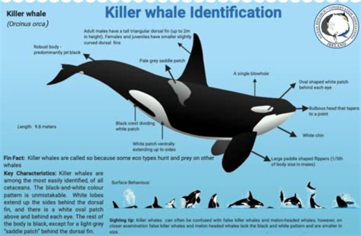 Are killer whale endoskeleton?