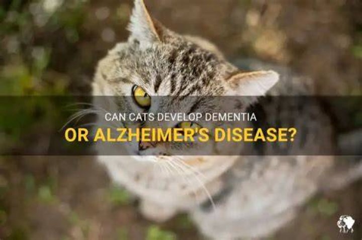 Can cats get dementia?