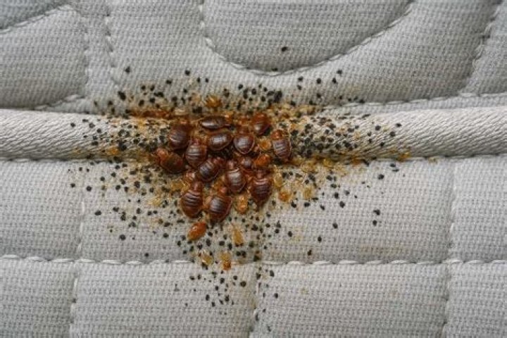 How eradicate bed bugs?