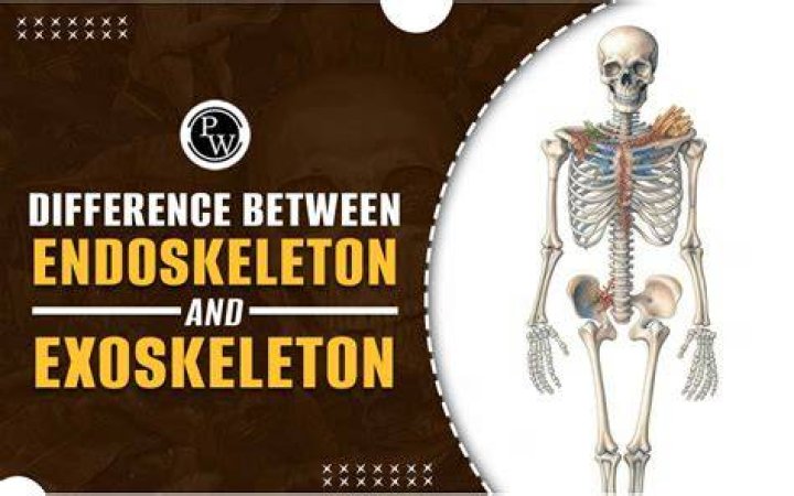 How the endoskeleton works?