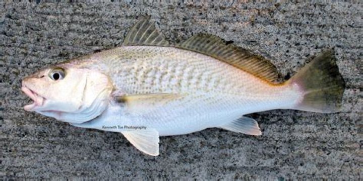 Is a spot a croaker?