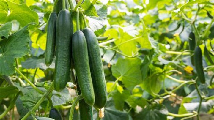 Were do cucumbers come from?
