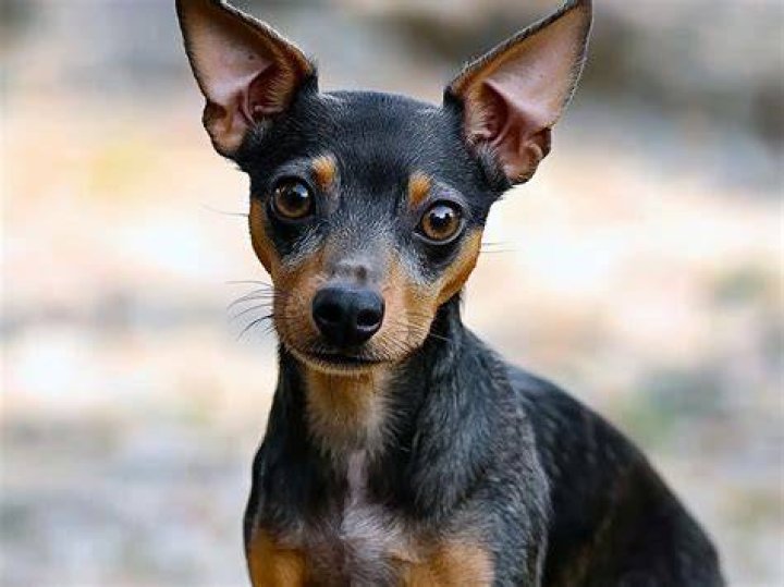 Whats a ratter dog?