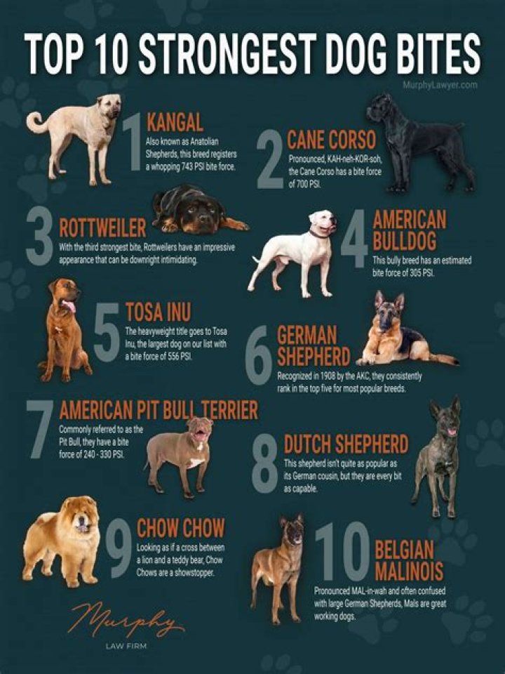 Which dogs are good ratters?