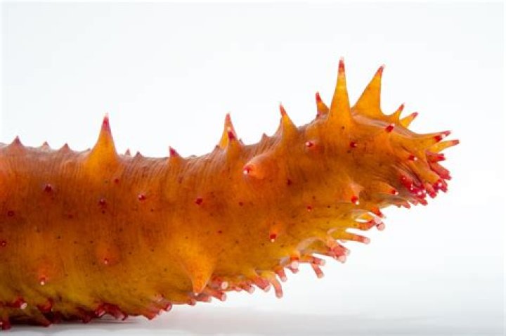 Which sea cucumbers are poisonous?