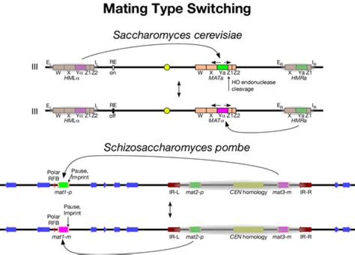 Why mating type switch?