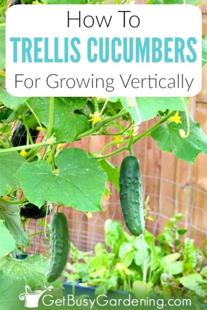 Will cucumbers grow up a trellis?