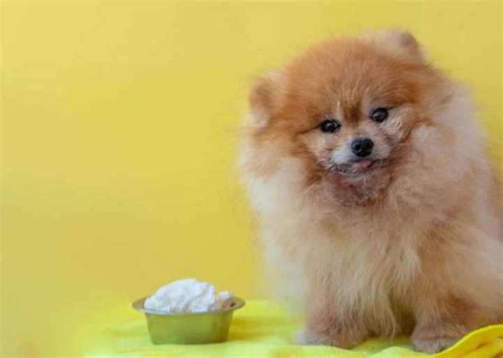 Will mayonnaise hurt a dog?