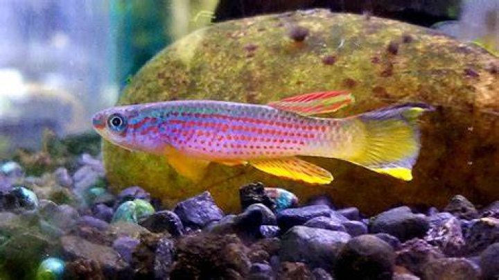 Will soft water kill fish?